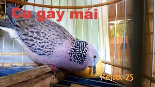 Cu gáy mái gáy gọi, sa cầu máy cánh 15 phút buổi sáng kích lửa |pikat terkukur