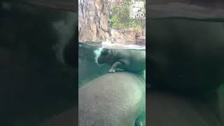 Baby Hippo Fritz Checking Out the View from Mom's Back - Cincinnati Zoo #shorts