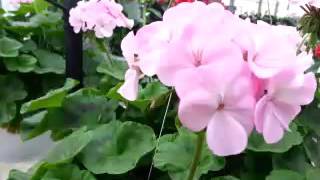Spring Trials 2016: Everlast™ Pelargonium
