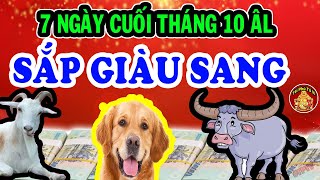 3 Con Giáp Bất Ngờ Trúng Lớn Tiền Bạc Ùn Ùn Kéo Về Đổi Đời Cuối Tháng 10 Âm Lịch