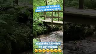Relax to Gentle Stream Sounds in the Forest | Calming Water Sounds for Sleeping, Meditation or Study