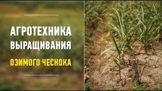 Агротехника выращивания озимого чеснока