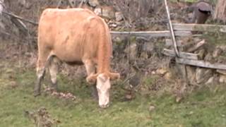 Making friends with Ids Blue Donkey and a cow