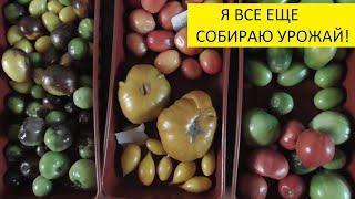 ОБЗОР 4 ОКТЯБРЯ. УРАЛЬСКАЯ ТЕПЛИЦА ПРИЯТНО УДИВИЛА.