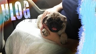Vlog мы купили щенка!Пушистый друг:)|Мопс,наша история.