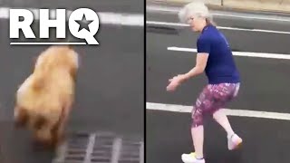 Karen Tries To Lure Dog Into Traffic