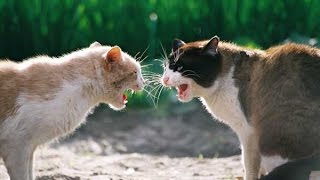 драки котов мега угарная подборка (cat fight)