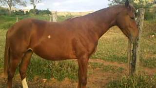 cavalaria franciscopolis (2)
