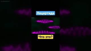 Лацертида. Что это? #shortsvideo