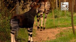 Okapi Calf First Time Outside - Cincinnati Zoo