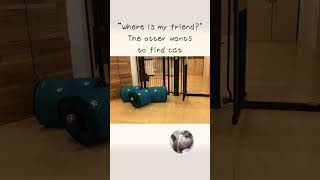 Otter looking for a missing cat!!