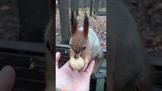 Бельчонок не хочет прыгать / The squirrel does not want to jump