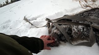 Охота #126 загонная на кабана, секач из под собаки