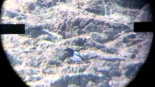 Air rifle hunting:Magpie 93m tail shot
