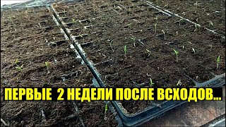 ВЗОШЛИ ТОМАТЫ. Что делаем дальше? - Первые 2 недели.