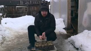 Шашлык из перепелов 5