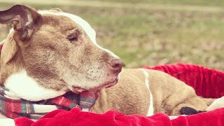 Woman won't take vacations due to ailing senior dog