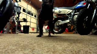Buddy Dance