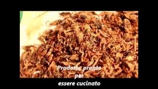produzione farina di scorpione