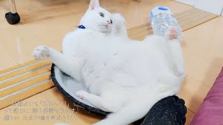 うち猫ふんじゃった 上から踏むか横から踏むか
