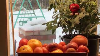 Свежие томаты в Сибири зимой! Откуда у меня эти помидоры? Из моего подвала!