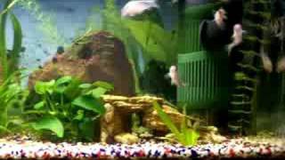 Corydoras Melini, Otocinclus Affinis und Ancistrus Spec.