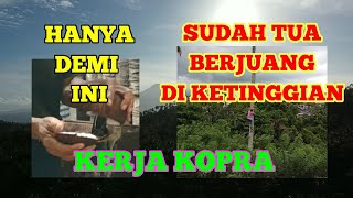 SUDAH TUA MASIH MANJAT DI KETINGGIAN. SEMANGAT ORANG TUA. MELIHAT TAHAP PEMBUATAN KOPRA.