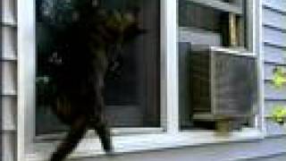 How To Raise Your Cat's IQ