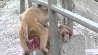 Story of an Injured Macaque 3: a Bond finally and being taken care of