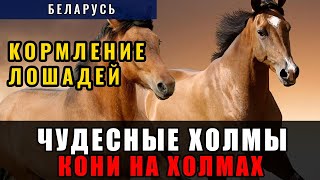 Жизнь в деревне Беларуси. Кони на холмах