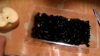 Как прорастить семечки для попугаев, канареек и кур.