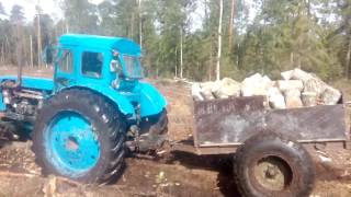 Трактор т 40 возит  тачкой с болота дрова=)