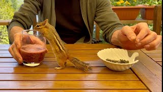 (톰 이야기) 야생 다람쥐들와 함께하는 일상