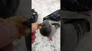 Орех не голубиная еда / Nut is not pigeon food