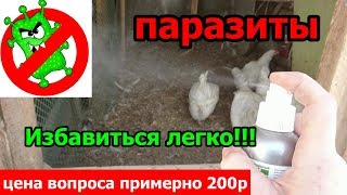 Паразиты у кур