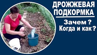 Дрожжевая подкормка для растений  Для чего нужна, как разводить, когда применять