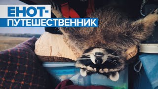 Четвероногий пассажир: енот Витя проехал с хозяевами на машине через всю Россию