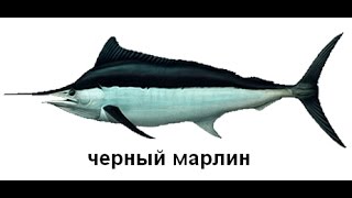 Русская Рыбалка 3! Сейшельские Острова! Черный Марлин!