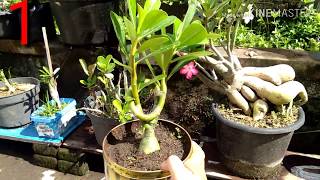 Membuat Adenium Melengkung & Meliuk-liuk