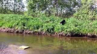 Ankel'(СASTOR vom JURA-GRUND x VIRTA- IGRUNYA)