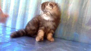 persian  kitten Zico cattery Briz Baltiki - for sale