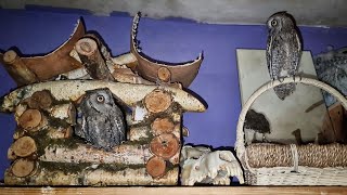 Совёнок в домике. Сплюшки-мышки шуршат по углам