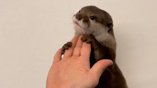 カワウソさくら 毛布と同化してちょっかい出しても出てこないカワウソ Otter assimilated with blankets
