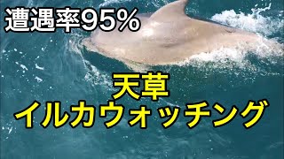 天草でイルカウォッチング！Live