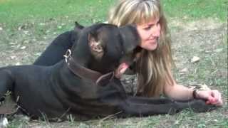 Super Tender Pitbull in a Massive Leather Collar kissing a girl
