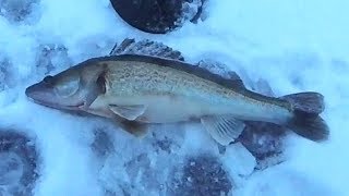 Рыбалка Судак на Ставку Зима Лед 2018 Беларусь Минское море Fishing Zander