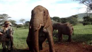 Habituated Elephants