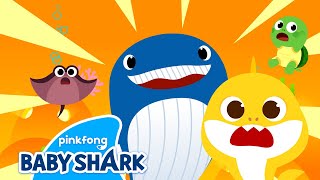 Where Are Sea Animals? | Nursery Rhymes with Baby Shark 