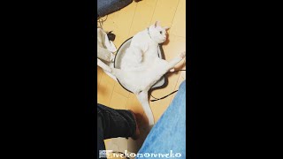 完璧なV字開脚をする猫様 ネコもふもふ