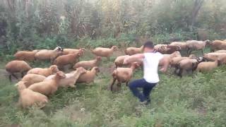 Şəhərli uşaq qoyun otaranda.